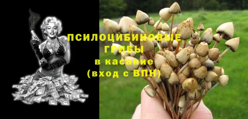 купить закладку  Муром  Галлюциногенные грибы Psilocybe 